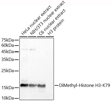 DiMethyl-Histone H3-K79 Rabbit pAb