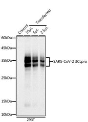SARS-CoV-2 3CLpro Rabbit mAb