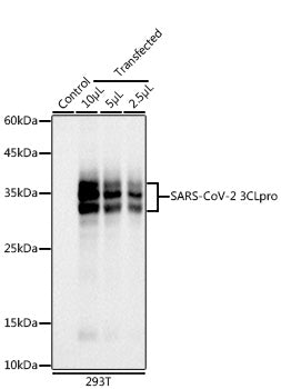 SARS-CoV-2 3CLpro Rabbit mAb