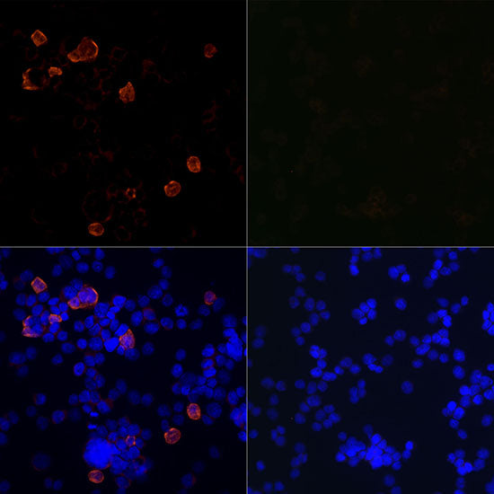 SARS-CoV-2 3CLpro Rabbit mAb