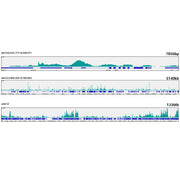 Prdm9 Rabbit mAb