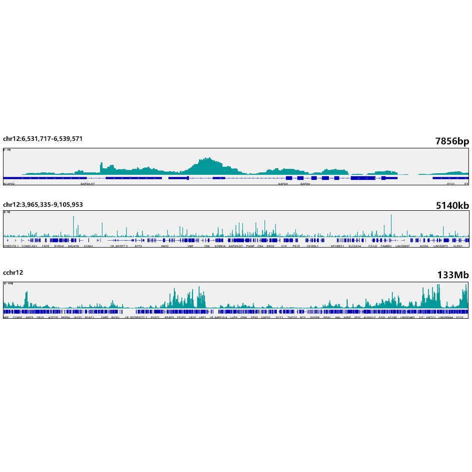 Prdm9 Rabbit mAb