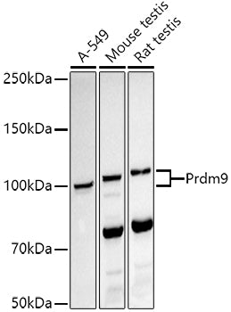 Prdm9 Rabbit mAb