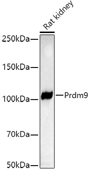 Prdm9 Rabbit mAb