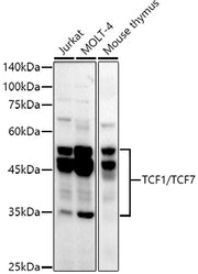 TCF1/TCF7 Rabbit mAb