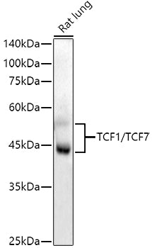 TCF1/TCF7 Rabbit mAb