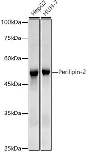 Perilipin-2 Rabbit mAb