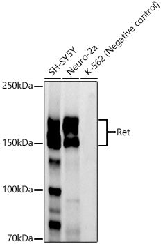 Ret Rabbit mAb