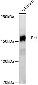 Ret Rabbit mAb