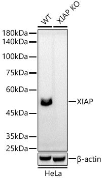 [KO Validated] XIAP Rabbit mAb