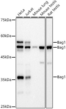 Bag1 Rabbit mAb