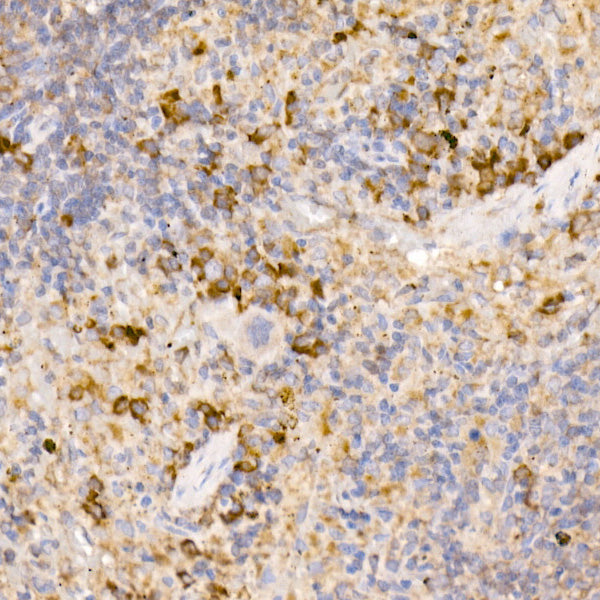 Bag1 Rabbit mAb