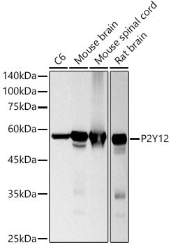 P2Y12 Rabbit mAb