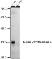 Lactate Dehydrogenase C Rabbit mAb