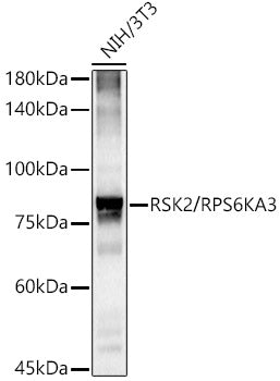 RSK2 / RPS6KA3 Rabbit mAb