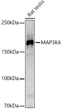 MAP3K4 Rabbit mAb