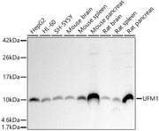 UFM1 Rabbit mAb