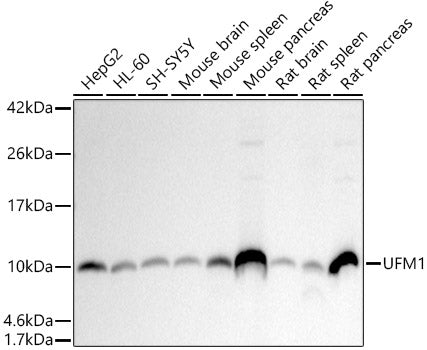 UFM1 Rabbit mAb