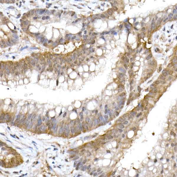 UFM1 Rabbit mAb