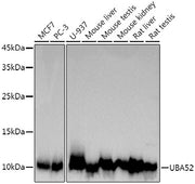 UBA52 Rabbit mAb
