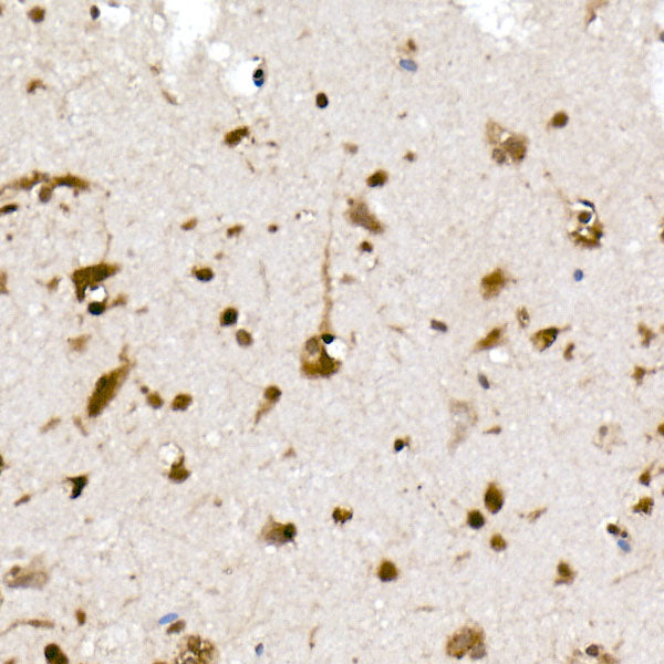 UBA52 Rabbit mAb