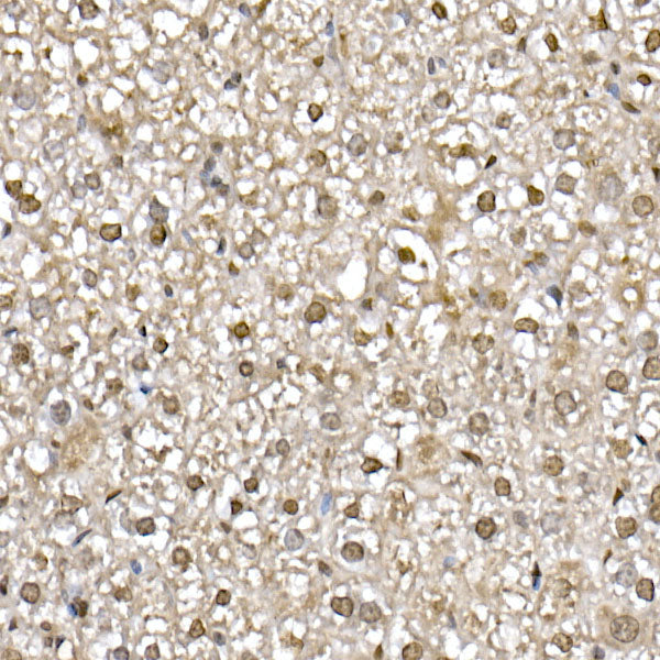 UBA52 Rabbit mAb