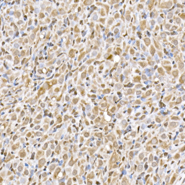 UBA52 Rabbit mAb