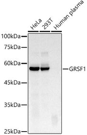 GRSF1 Rabbit mAb