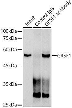 GRSF1 Rabbit mAb