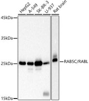 RAB5C / RABL Rabbit mAb