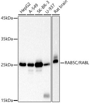 RAB5C / RABL Rabbit mAb
