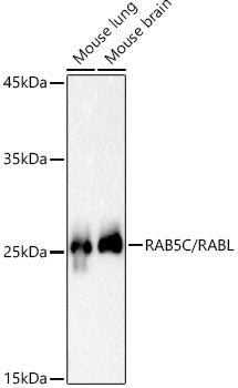 RAB5C / RABL Rabbit mAb
