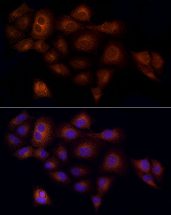 RAB5C / RABL Rabbit mAb