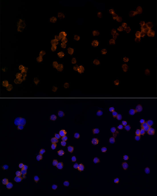 RAB5C / RABL Rabbit mAb