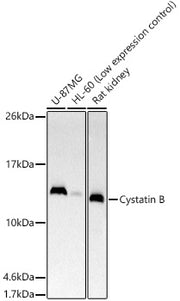 Cystatin B Rabbit mAb