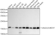 Ube2L3 / UBCH7 Rabbit mAb