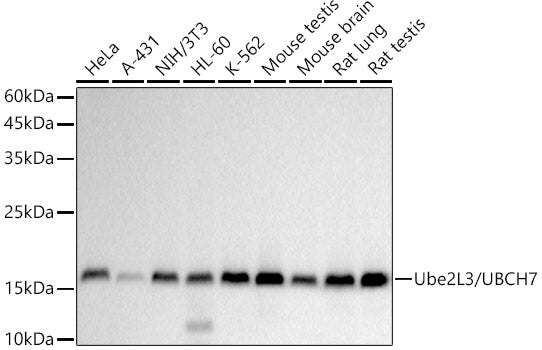 Ube2L3 / UBCH7 Rabbit mAb