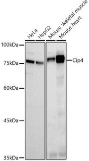Cip4 Rabbit mAb