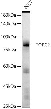 TORC2 Rabbit mAb