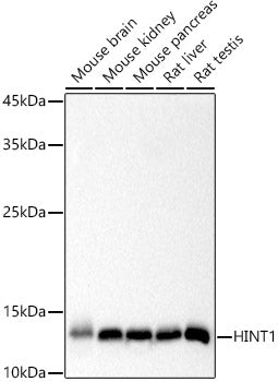 HINT1 Rabbit mAb