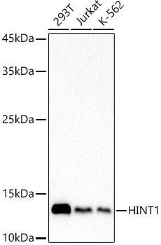 HINT1 Rabbit mAb