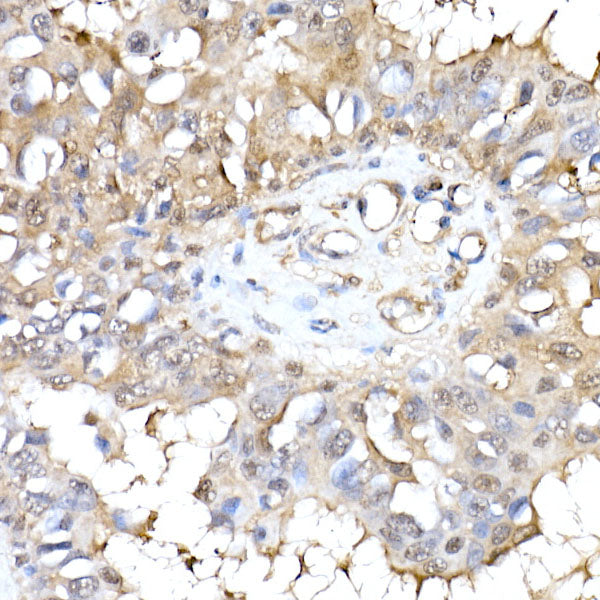 HINT1 Rabbit mAb