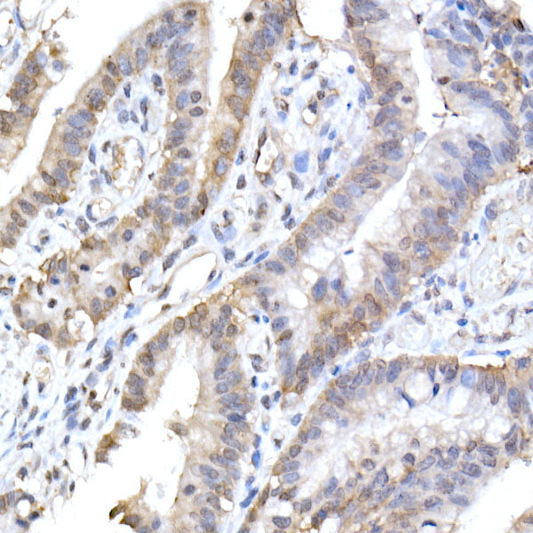 HINT1 Rabbit mAb