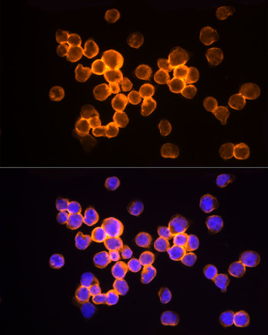 HINT1 Rabbit mAb