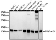 FDX1/ADX Rabbit mAb