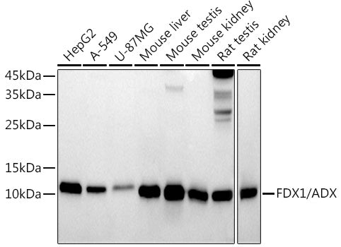 FDX1/ADX Rabbit mAb