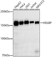HDLBP Rabbit mAb