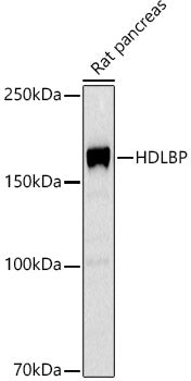 HDLBP Rabbit mAb