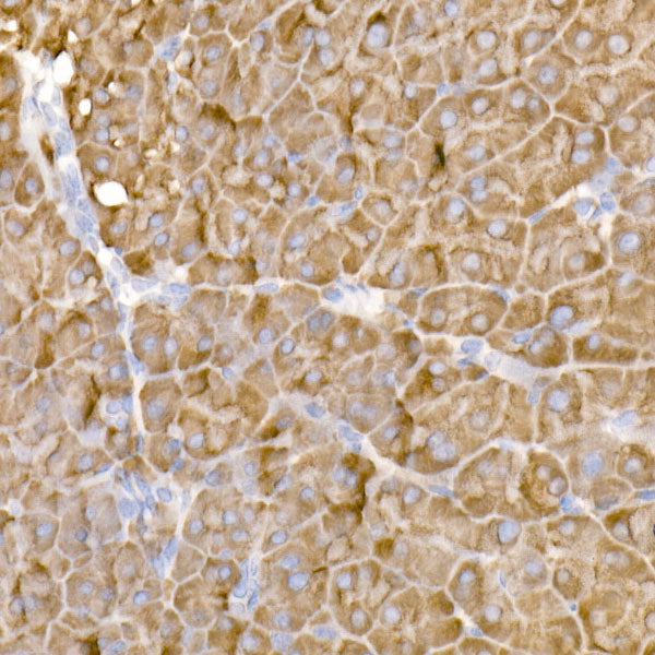 HDLBP Rabbit mAb