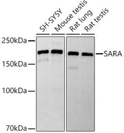 SARA Rabbit mAb